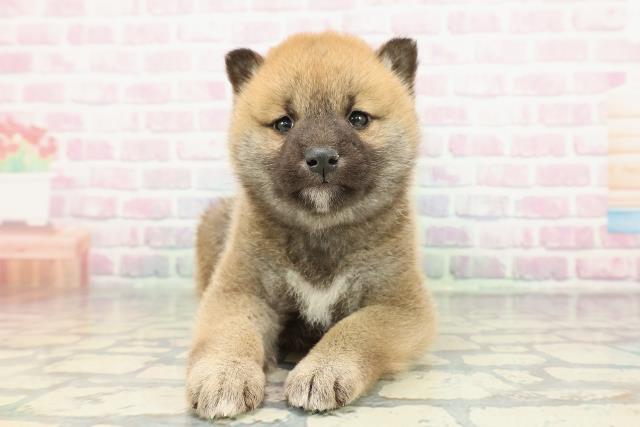 福島県の柴犬(標準サイズ) (Coo&RIKUいわき店/2025年12月27日生まれ/男の子/赤)の子犬の1枚目の画像