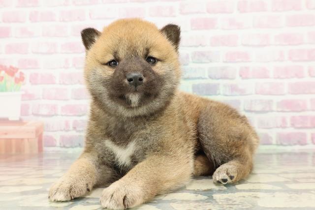 福島県の柴犬(標準サイズ) (Coo&RIKUいわき店/2025年12月27日生まれ/男の子/赤)の子犬の2枚目の画像