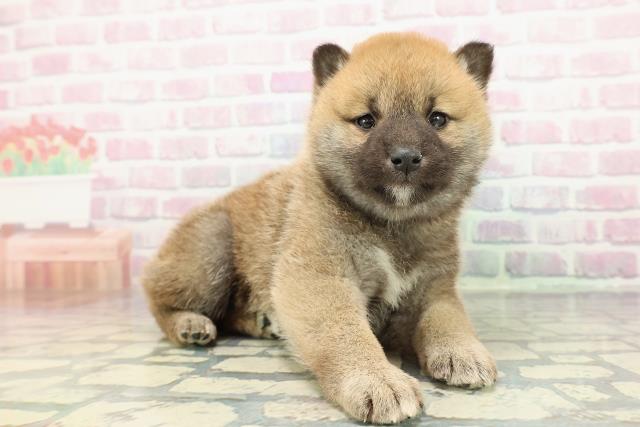 福島県の柴犬(標準サイズ) (Coo&RIKUいわき店/2025年12月27日生まれ/男の子/赤)の子犬の3枚目の画像