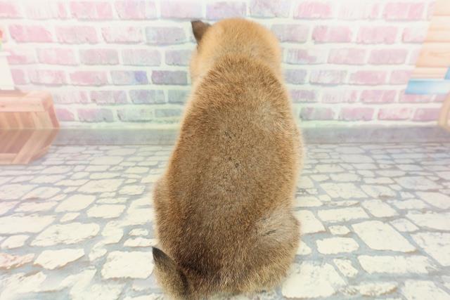 福島県の柴犬(標準サイズ) (Coo&RIKUいわき店/2025年12月27日生まれ/男の子/赤)の子犬の4枚目の画像