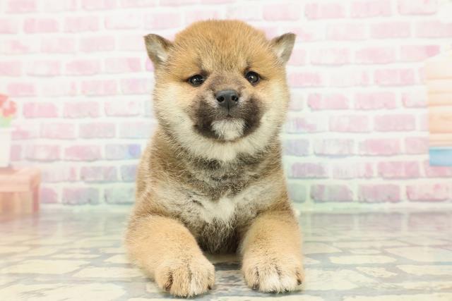 長野県の柴犬(標準サイズ) (Coo&RIKU松本店/2025年12月27日生まれ/女の子/赤)の子犬の1枚目の画像