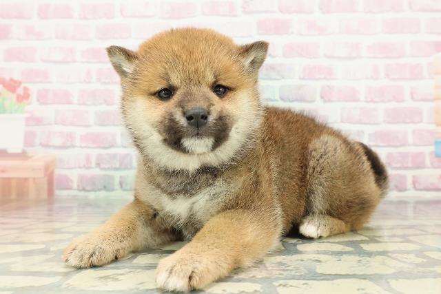 長野県の柴犬(標準サイズ) (Coo&RIKU松本店/2025年12月27日生まれ/女の子/赤)の子犬の2枚目の画像