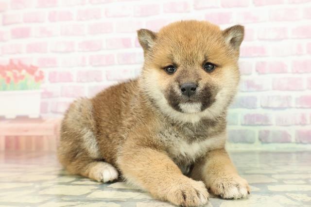 長野県の柴犬(標準サイズ) (Coo&RIKU松本店/2025年12月27日生まれ/女の子/赤)の子犬の3枚目の画像