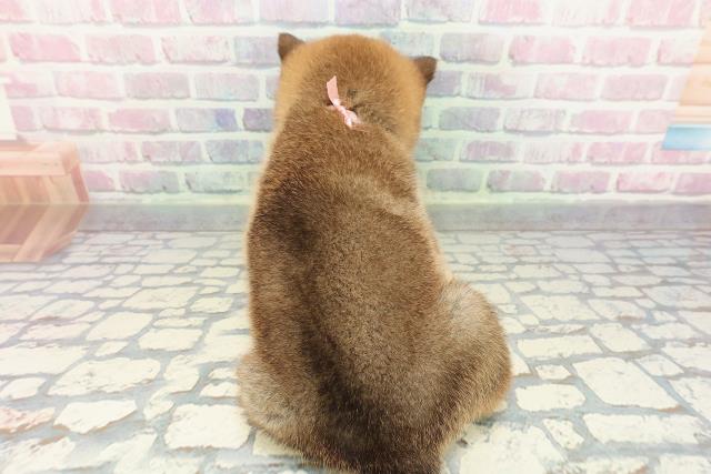 長野県の柴犬(標準サイズ) (Coo&RIKU松本店/2025年12月27日生まれ/女の子/赤)の子犬の4枚目の画像