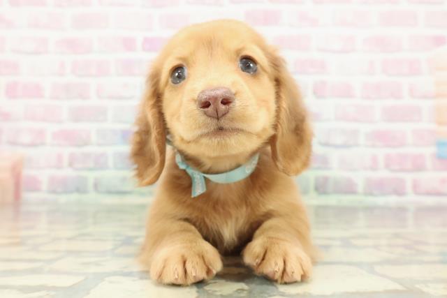 ミニチュア・ダックスフンド