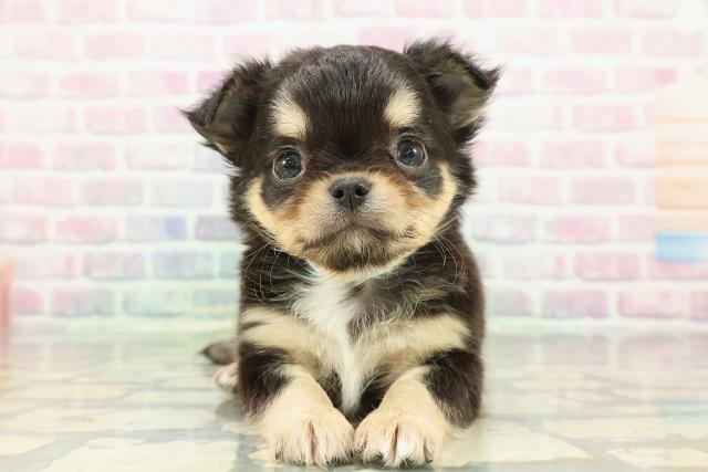 東京都のチワワ(ロング) (Coo&RIKUフレスポ住吉店/2025年12月27日生まれ/男の子/ブラックタンホワイト)の子犬の1枚目の画像