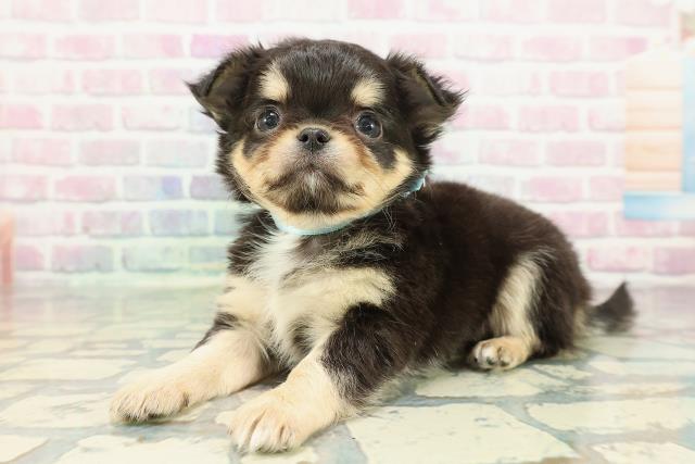 東京都のチワワ(ロング) (Coo&RIKUフレスポ住吉店/2025年12月27日生まれ/男の子/ブラックタンホワイト)の子犬の2枚目の画像