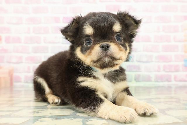 東京都のチワワ(ロング) (Coo&RIKUフレスポ住吉店/2025年12月27日生まれ/男の子/ブラックタンホワイト)の子犬の3枚目の画像