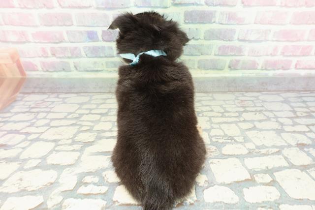 東京都のチワワ(ロング) (Coo&RIKUフレスポ住吉店/2025年12月27日生まれ/男の子/ブラックタンホワイト)の子犬の4枚目の画像