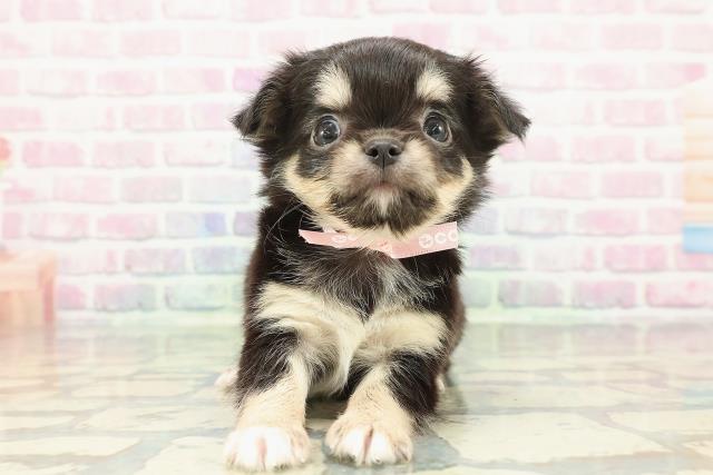 東京都のチワワ(ロング) (Coo&RIKU中野サンモール店/2025年12月27日生まれ/女の子/ブラックタンホワイト)の子犬の1枚目の画像