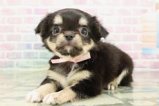 東京都のチワワ(ロング) (Coo&RIKU中野サンモール店/2025年12月27日生まれ/女の子/ブラックタンホワイト)の子犬の2枚目の画像