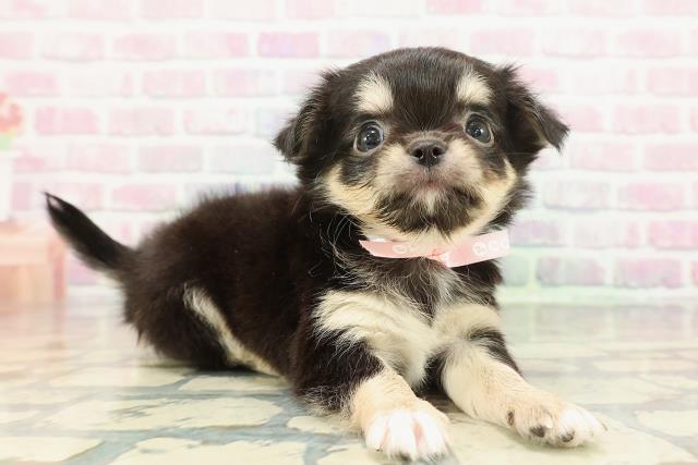 東京都のチワワ(ロング) (Coo&RIKU中野サンモール店/2025年12月27日生まれ/女の子/ブラックタンホワイト)の子犬の3枚目の画像