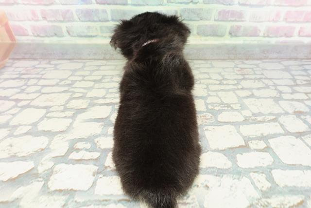 東京都のチワワ(ロング) (Coo&RIKU中野サンモール店/2025年12月27日生まれ/女の子/ブラックタンホワイト)の子犬の4枚目の画像