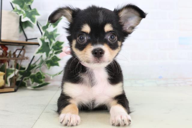 福岡県のチワワ(ロング) (Coo&RIKU大牟田店/2025年12月25日生まれ/女の子/ブラックタンホワイト)の子犬の1枚目の画像