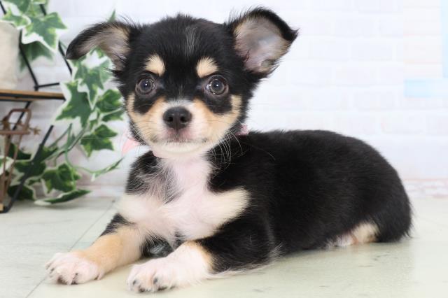 福岡県のチワワ(ロング) (Coo&RIKU大牟田店/2025年12月25日生まれ/女の子/ブラックタンホワイト)の子犬の3枚目の画像