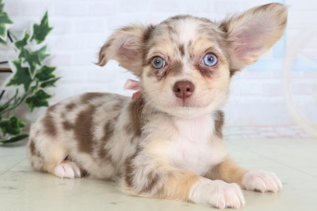 福岡県のチワワ(ロング) (Coo&RIKU黒崎店/2025年12月25日生まれ/女の子/チョコレートマール)の子犬の2枚目の画像