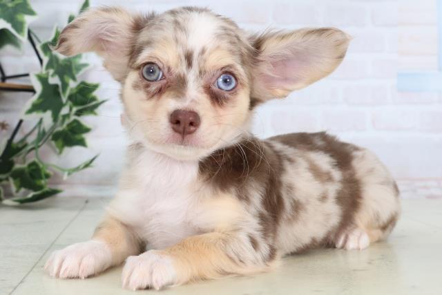 福岡県のチワワ(ロング) (Coo&RIKU黒崎店/2025年12月25日生まれ/女の子/チョコレートマール)の子犬の3枚目の画像