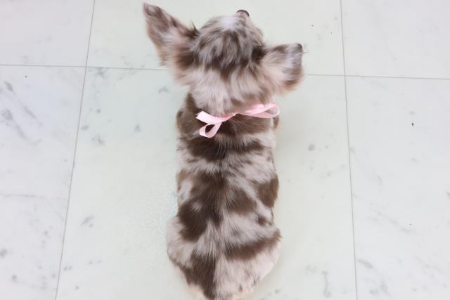 福岡県のチワワ(ロング) (Coo&RIKU黒崎店/2025年12月25日生まれ/女の子/チョコレートマール)の子犬の4枚目の画像