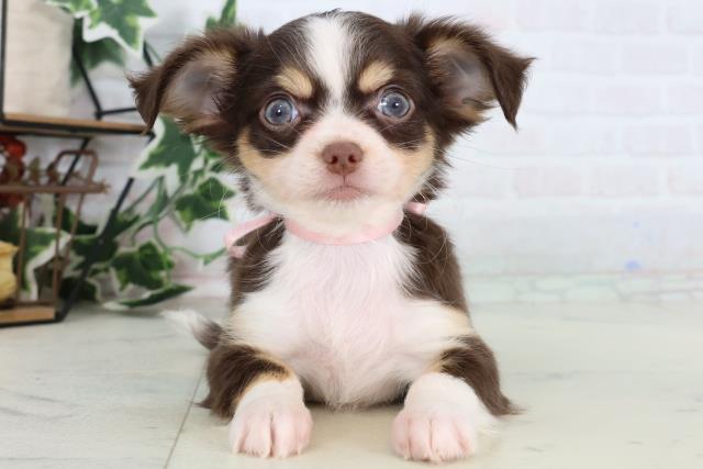 福岡県のチワワ(ロング) (Coo&RIKU福岡西店/2025年12月25日生まれ/女の子/チョコレートタンホワイト)の子犬の1枚目の画像