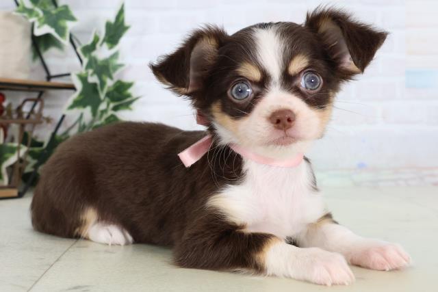 福岡県のチワワ(ロング) (Coo&RIKU福岡西店/2025年12月25日生まれ/女の子/チョコレートタンホワイト)の子犬の2枚目の画像