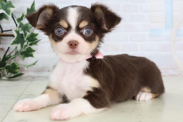 福岡県のチワワ(ロング) (Coo&RIKU福岡西店/2025年12月25日生まれ/女の子/チョコレートタンホワイト)の子犬の3枚目の画像