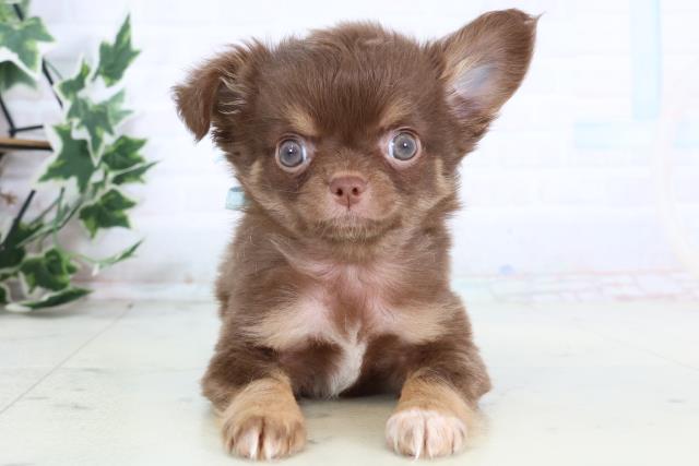 広島県のチワワ(ロング) (Coo&RIKU東広島店/2025年12月26日生まれ/男の子/チョコレートタンホワイト)の子犬の1枚目の画像