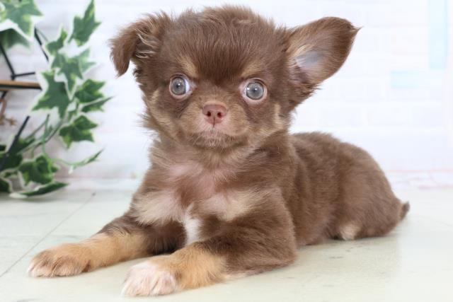 広島県のチワワ(ロング) (Coo&RIKU東広島店/2025年12月26日生まれ/男の子/チョコレートタンホワイト)の子犬の3枚目の画像