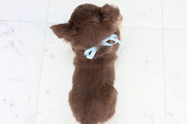 広島県のチワワ(ロング) (Coo&RIKU東広島店/2025年12月26日生まれ/男の子/チョコレートタンホワイト)の子犬の4枚目の画像