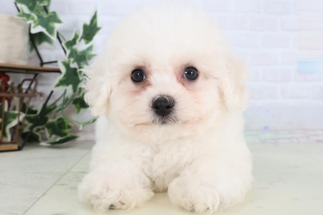 ビション・フリーゼ