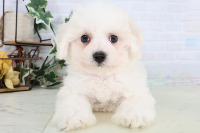 ビション・フリーゼ