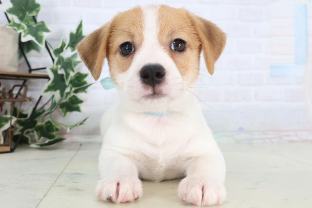 ジャックラッセルテリア