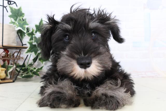 ミニチュア・シュナウザー