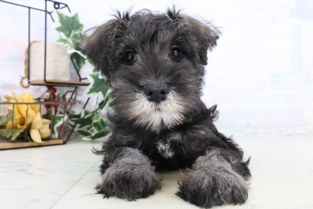 ミニチュア・シュナウザー