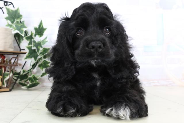 アメリカン・コッカースパニエル