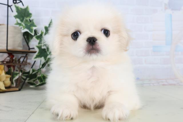 山口県のペキニーズ (Coo&RIKUサンパークあじす店/2025年12月19日生まれ/男の子/クリーム)の子犬の1枚目の画像