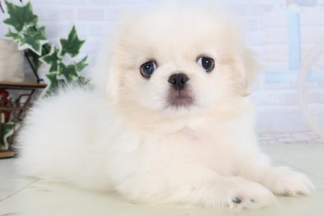 山口県のペキニーズ (Coo&RIKUサンパークあじす店/2025年12月19日生まれ/男の子/クリーム)の子犬の2枚目の画像