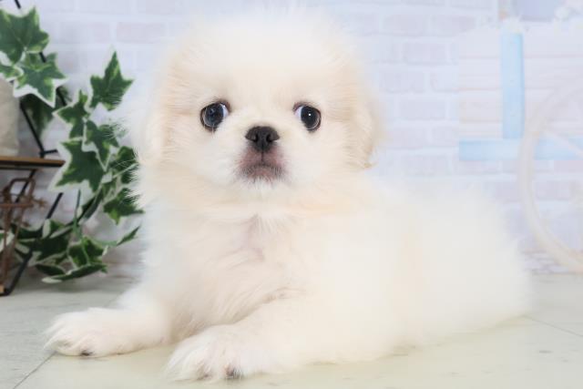 山口県のペキニーズ (Coo&RIKUサンパークあじす店/2025年12月19日生まれ/男の子/クリーム)の子犬の3枚目の画像