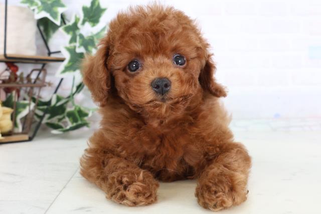 トイ・プードル