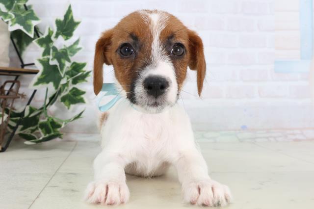 ジャックラッセルテリア