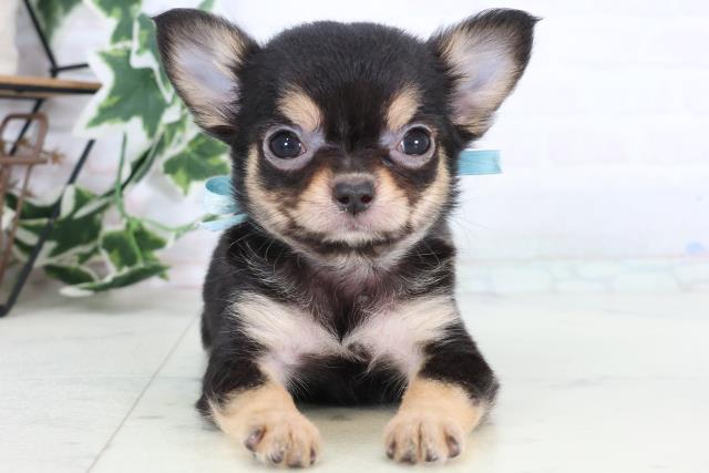 広島県のチワワ(ロング) (Coo&RIKU東広島店/2025年12月24日生まれ/男の子/ブラックタンホワイト)の子犬の1枚目の画像