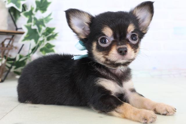 広島県のチワワ(ロング) (Coo&RIKU東広島店/2025年12月24日生まれ/男の子/ブラックタンホワイト)の子犬の2枚目の画像