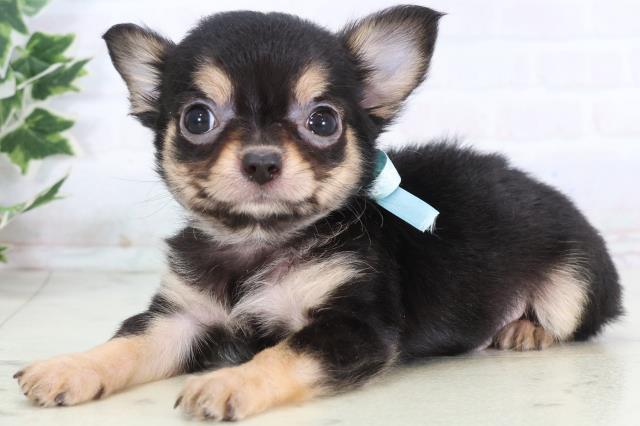 広島県のチワワ(ロング) (Coo&RIKU東広島店/2025年12月24日生まれ/男の子/ブラックタンホワイト)の子犬の3枚目の画像