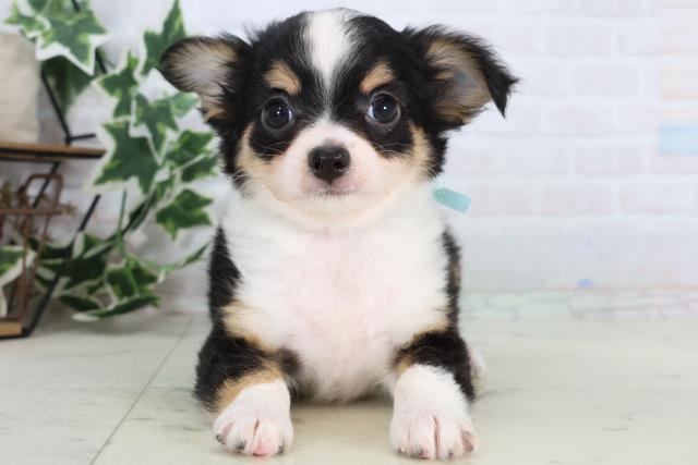 広島県のチワワ(ロング) (Coo&RIKUゆめタウン大竹店/2025年12月24日生まれ/男の子/ブラックタンホワイト)の子犬の1枚目の画像