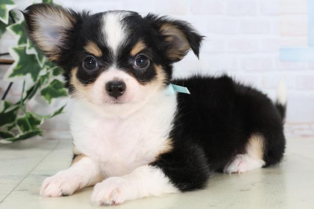 広島県のチワワ(ロング) (Coo&RIKUゆめタウン大竹店/2025年12月24日生まれ/男の子/ブラックタンホワイト)の子犬の3枚目の画像