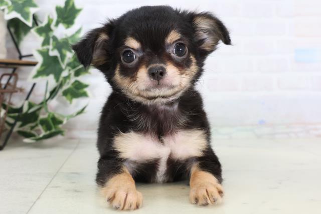 福岡県のチワワ(ロング) (Coo&RIKU黒崎店/2025年12月24日生まれ/女の子/ブラックタンホワイト)の子犬の1枚目の画像