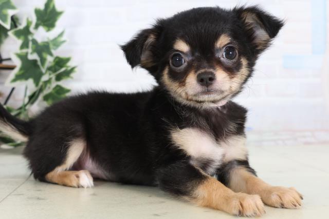 福岡県のチワワ(ロング) (Coo&RIKU黒崎店/2025年12月24日生まれ/女の子/ブラックタンホワイト)の子犬の2枚目の画像