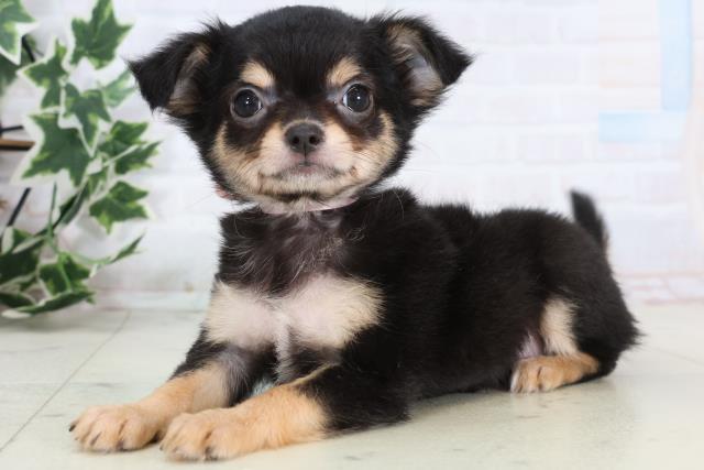 福岡県のチワワ(ロング) (Coo&RIKU黒崎店/2025年12月24日生まれ/女の子/ブラックタンホワイト)の子犬の3枚目の画像