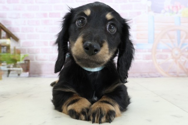 ミニチュア・ダックスフンド