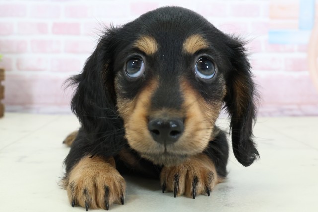 ミニチュア・ダックスフンド