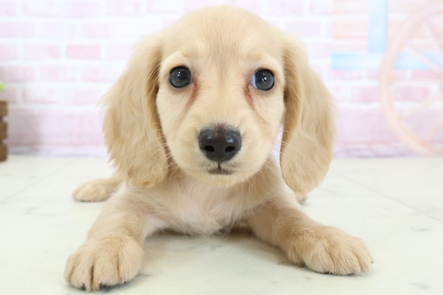 ミニチュア・ダックスフンド